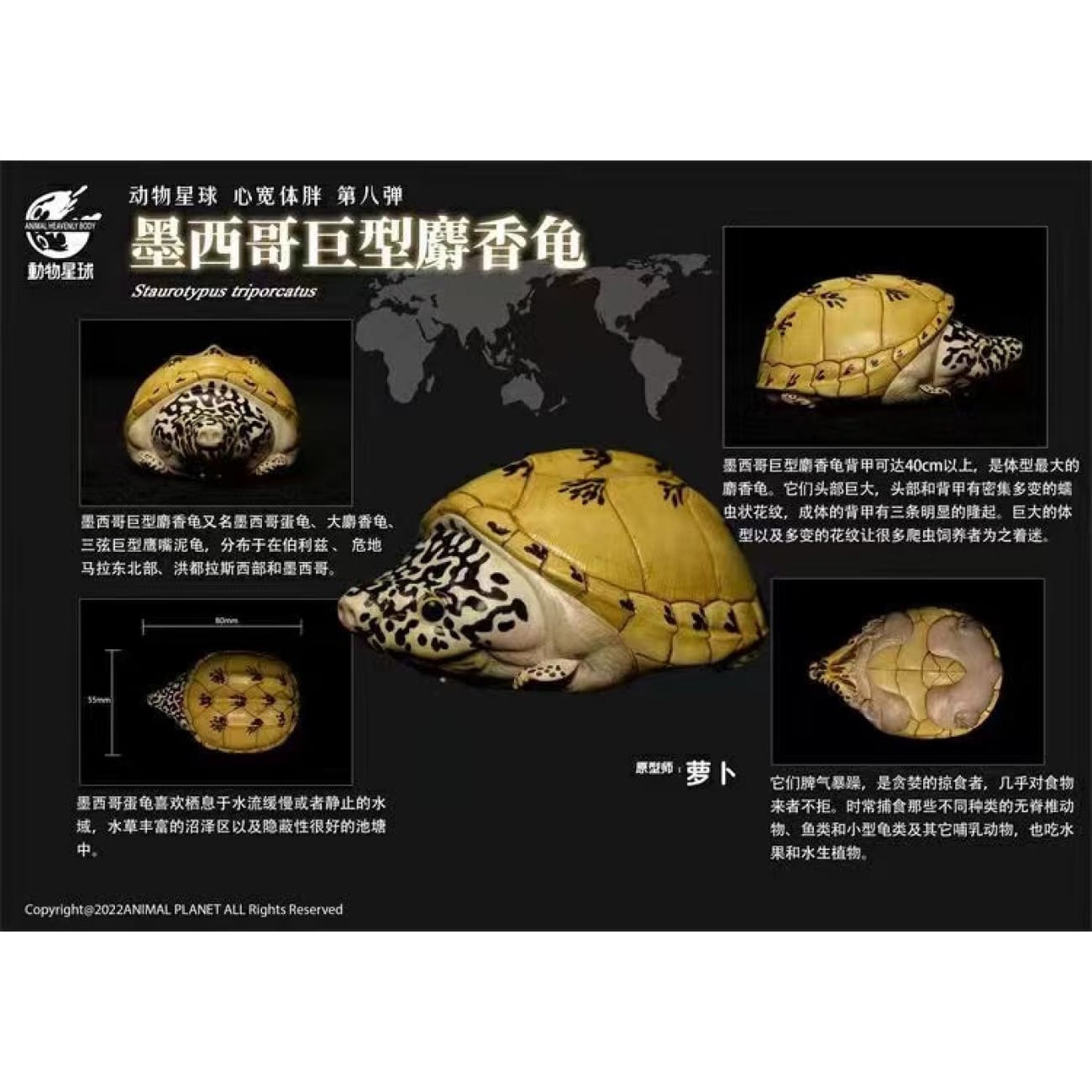 Animal Planet X Dodowo - Claudius Angustatus / Sternotherus Carinatus / Staurotypus Salvinii / Kinosternon Scorpioides Cruentatum / Chelus Orinocensis / Trachemys / Staurotypus Triporcatus