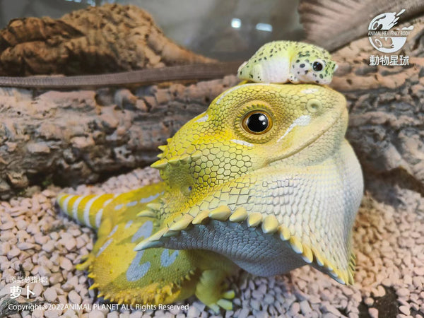 Animal Planet - Pogona Vitticeps [2 Variants]