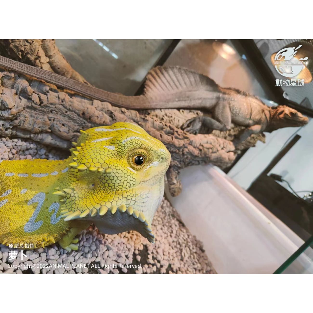 Animal Planet - Pogona Vitticeps [2 Variants]