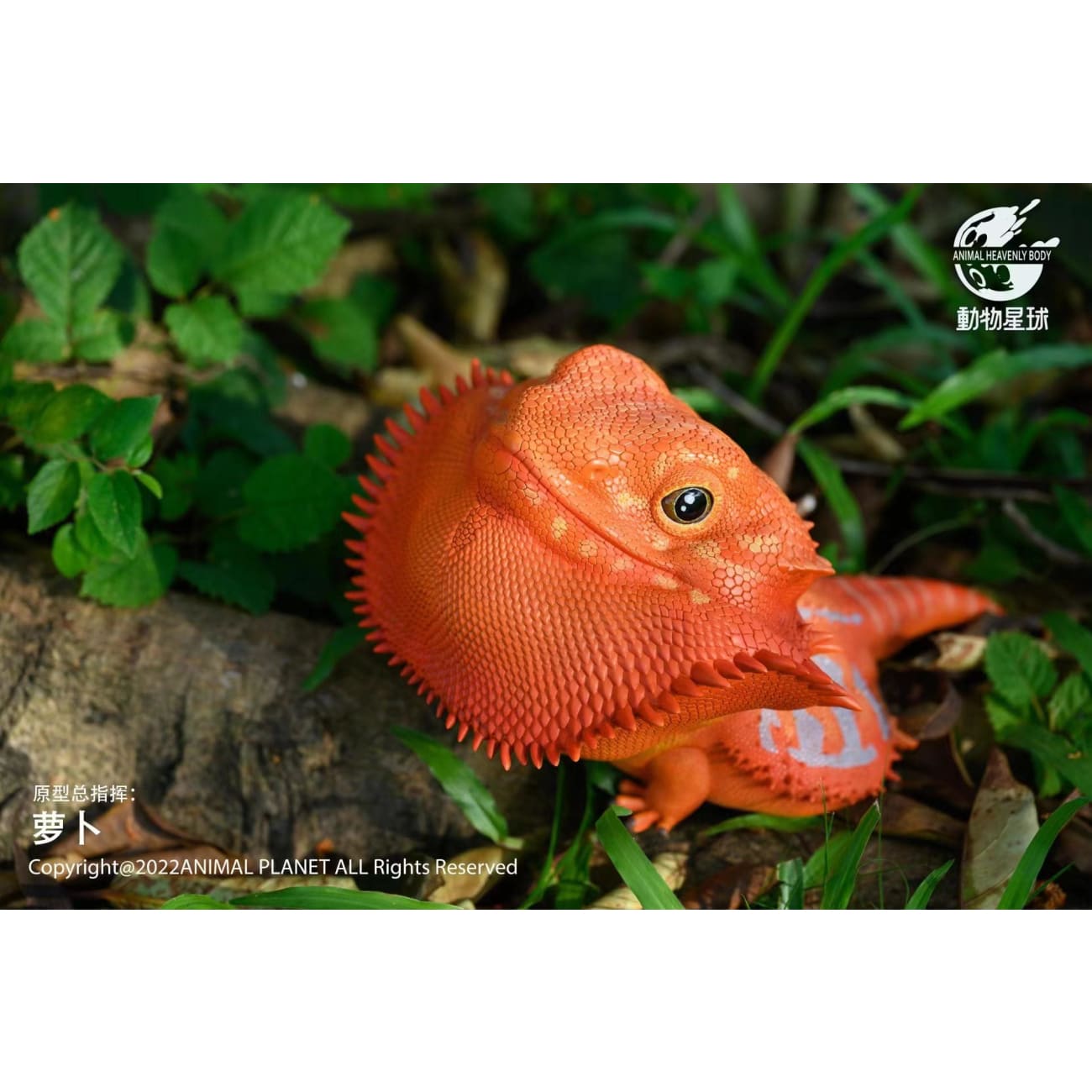 Animal Planet - Pogona Vitticeps [2 Variants]