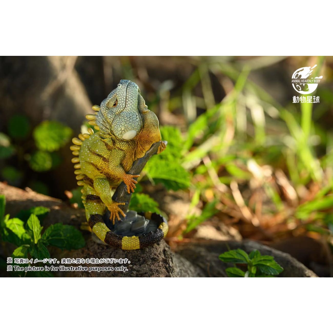 Animal Planet Studio - Green Iguana