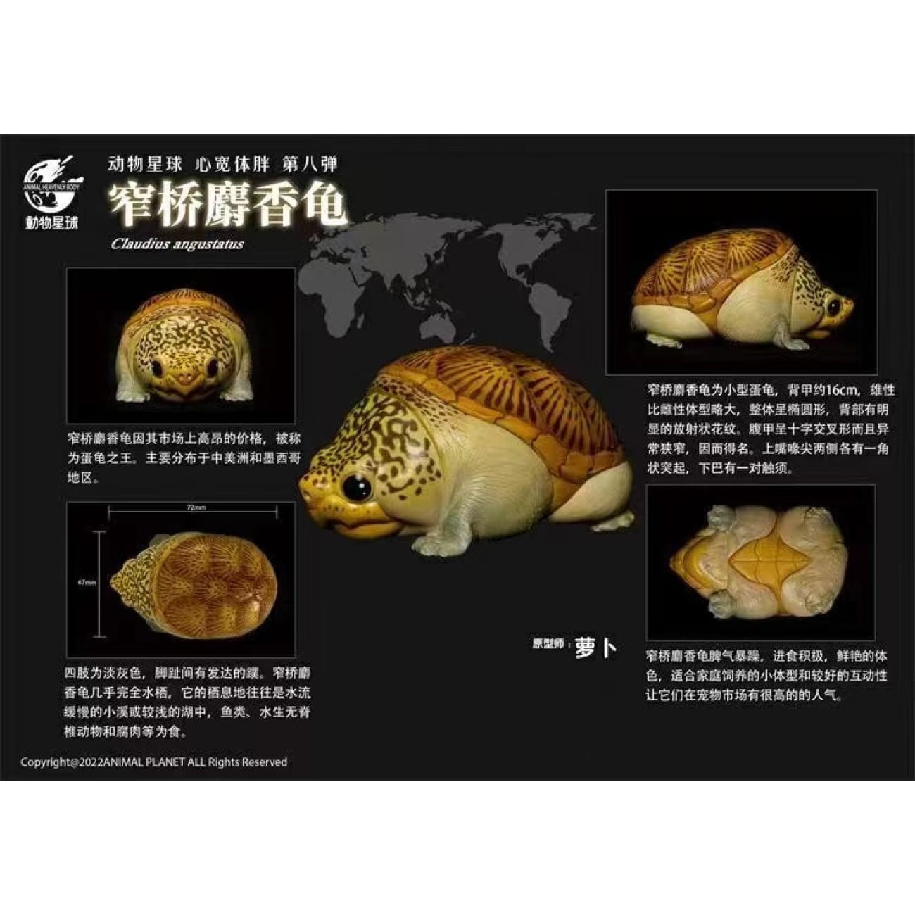 Animal Planet X Dodowo - Claudius Angustatus / Sternotherus Carinatus / Staurotypus Salvinii / Kinosternon Scorpioides Cruentatum / Chelus Orinocensis / Trachemys / Staurotypus Triporcatus