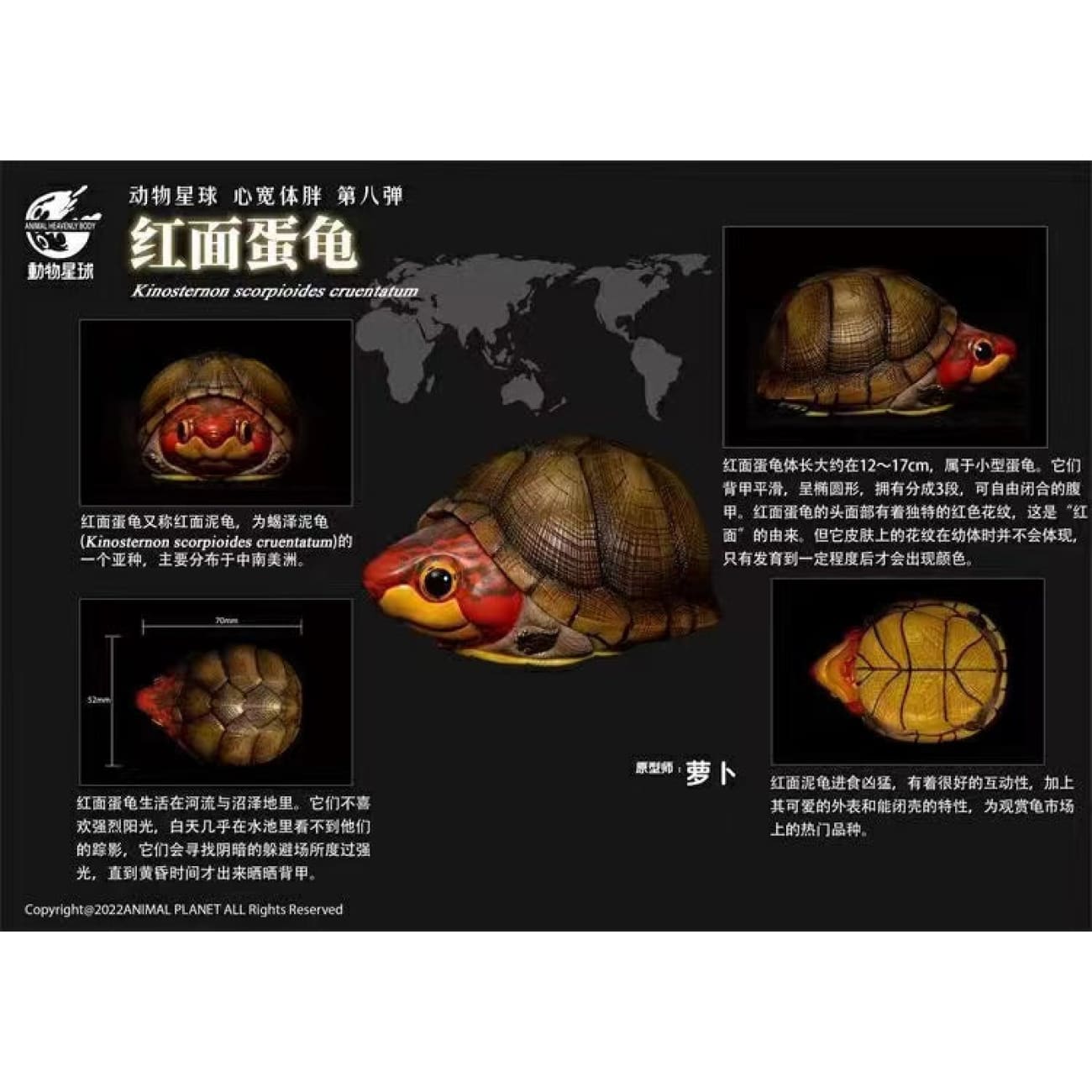 Animal Planet X Dodowo - Claudius Angustatus / Sternotherus Carinatus / Staurotypus Salvinii / Kinosternon Scorpioides Cruentatum / Chelus Orinocensis / Trachemys / Staurotypus Triporcatus