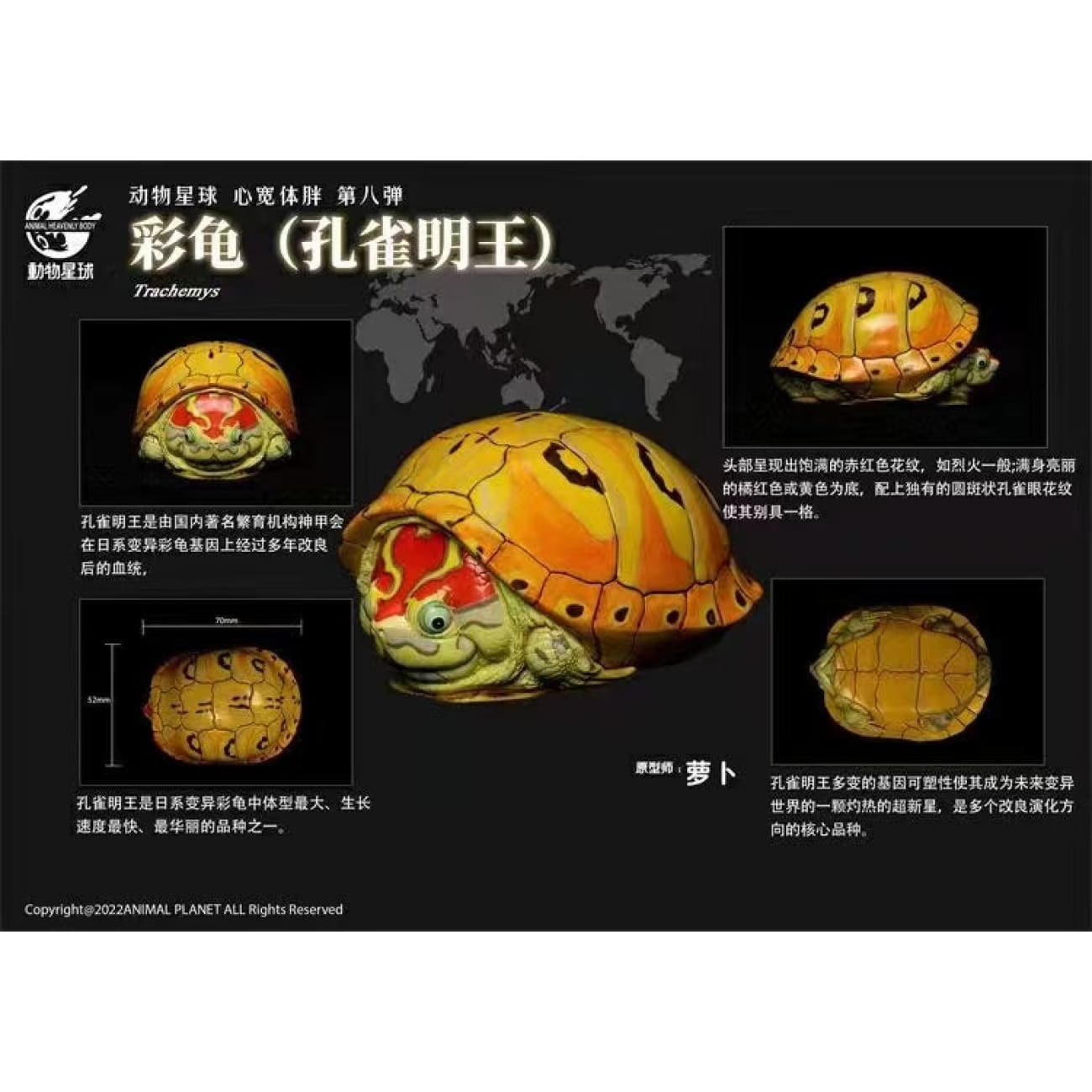 Animal Planet X Dodowo - Claudius Angustatus / Sternotherus Carinatus / Staurotypus Salvinii / Kinosternon Scorpioides Cruentatum / Chelus Orinocensis / Trachemys / Staurotypus Triporcatus