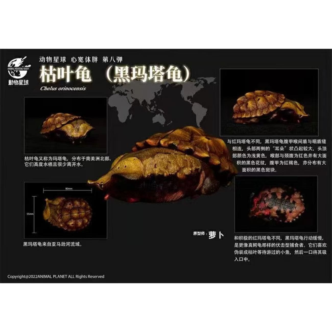 Animal Planet X Dodowo - Claudius Angustatus / Sternotherus Carinatus / Staurotypus Salvinii / Kinosternon Scorpioides Cruentatum / Chelus Orinocensis / Trachemys / Staurotypus Triporcatus