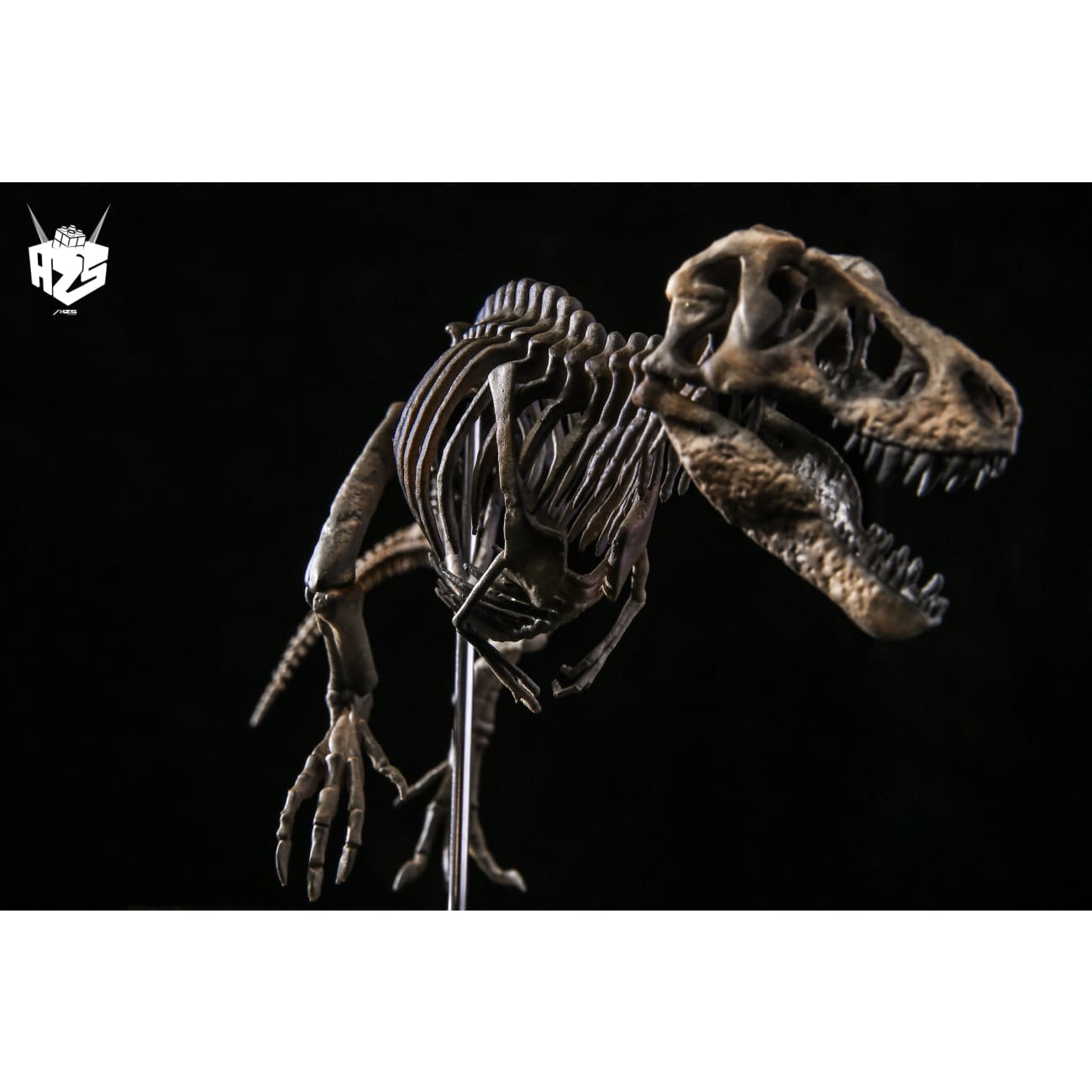 He Zuo She Studio / HSZ Studio - Tyrannosaurus Rex Skeleton