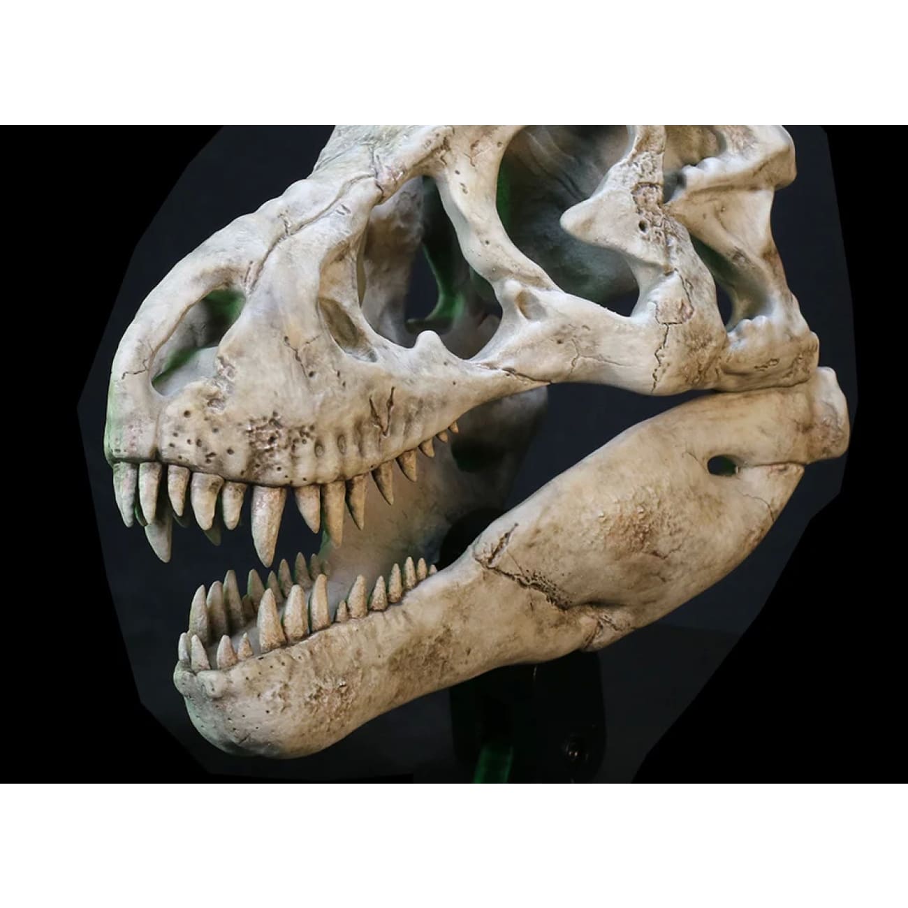Star Ace Toys - Tyrannosaurus Rex Skull Fossil [SA5043]