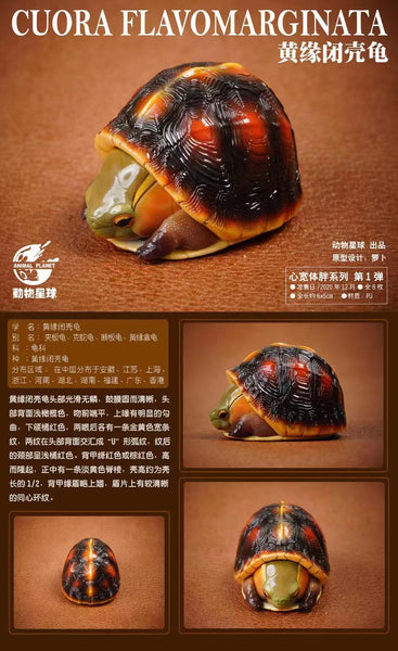 Animal Planet - Chelydra Osceola/ Cuora Flavomarginata/ Chinese Megalocephala/ Macrochelys temminckii/ Cheinemys Reevesii