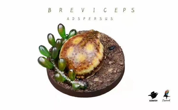 ESANSTOY - Breviceps Adspersus