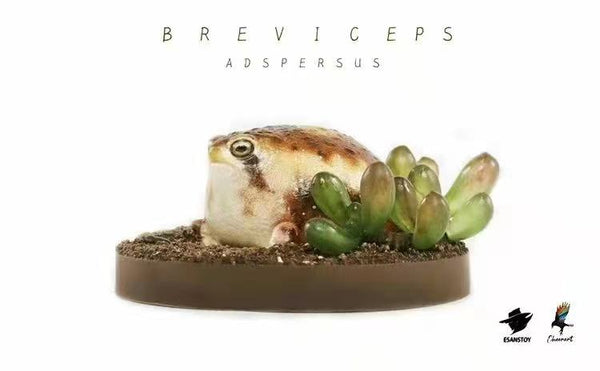 ESANSTOY - Breviceps Adspersus