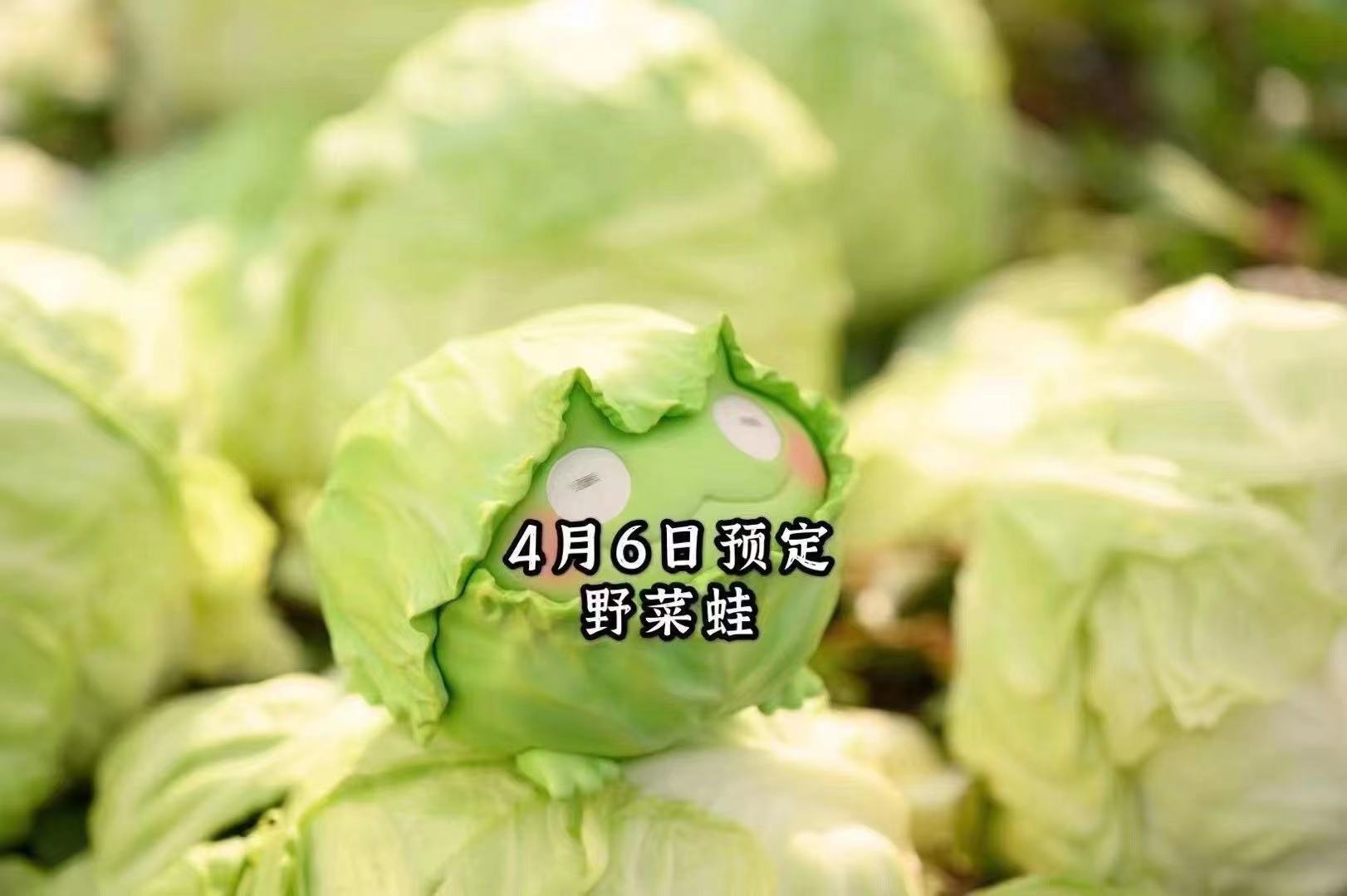 Animal Planets X Duoduowo - Cabbage frog